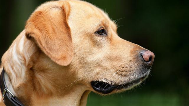 Anjing Pendamping Bikin Optimis dan Bantu Perbaiki Suasana Hati, Ini Buktinya